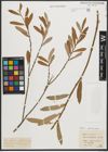 Foto von Salix purpurea subsp. lambertiana (Sm.) Rech. f.